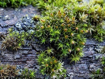 Plant form with wet leaves and capsules